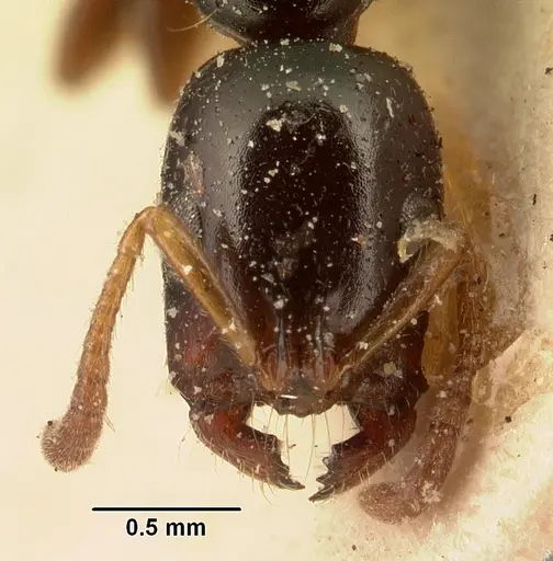 Tetraponera mandibularis specimen CASENT0101155 image casent0101155_2