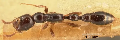 Tetraponera mandibularis specimen CASENT0101979 image casent0101979_1