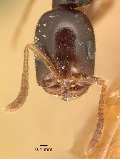 Tetraponera mandibularis specimen CASENT0101979 image casent0101979_2