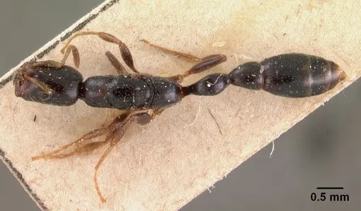 Tetraponera mandibularis specimen CASENT0102030 image casent0102030_1