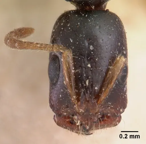 Tetraponera mandibularis specimen CASENT0102030 image casent0102030_2