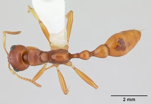 Tetraponera merita specimen CASENT0012863 image casent0012863_1