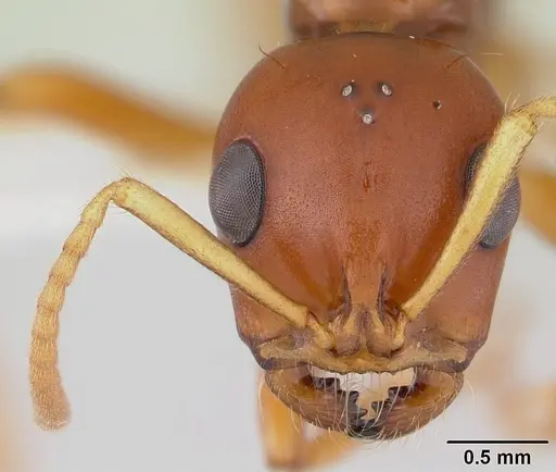 Tetraponera merita specimen CASENT0012863 image casent0012863_2