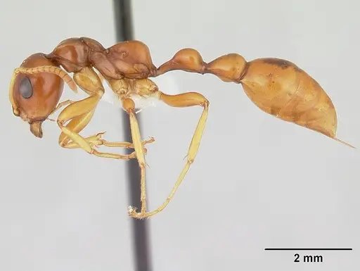 Tetraponera merita specimen CASENT0012863 image casent0012863_3