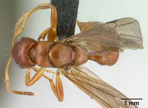Tetraponera merita specimen CASENT0145162 image casent0145162_1