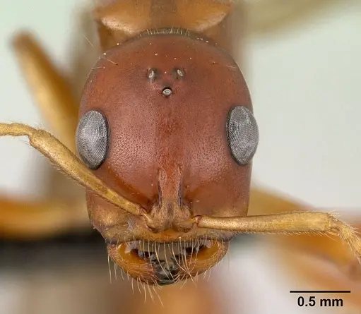 Tetraponera merita specimen CASENT0145162 image casent0145162_2