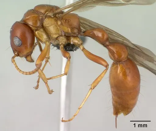 Tetraponera merita specimen CASENT0145162 image casent0145162_3