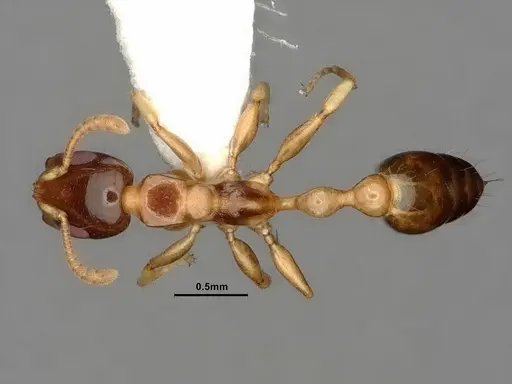 Tetraponera microcarpa specimen CASENT0884317 image casent0884317_1