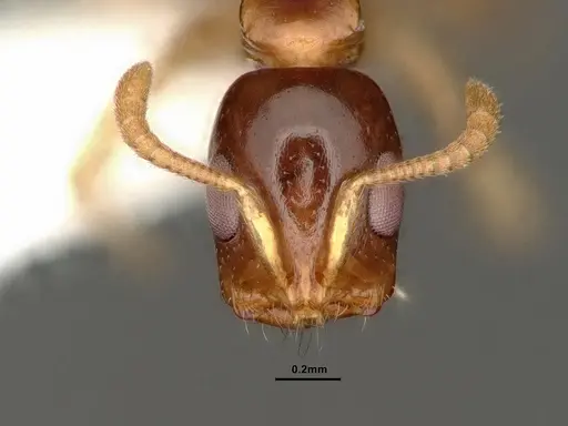 Tetraponera microcarpa specimen CASENT0884317 image casent0884317_2