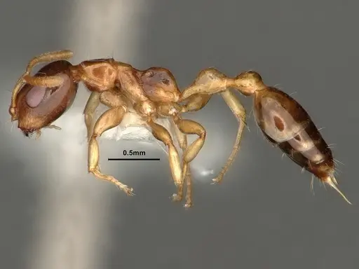 Tetraponera microcarpa specimen CASENT0884317 image casent0884317_3