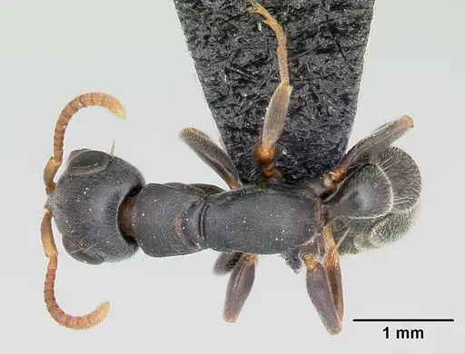Tetraponera mocquerysi specimen CASENT0172624 image casent0172624_1