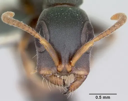 Tetraponera mocquerysi specimen CASENT0172624 image casent0172624_2