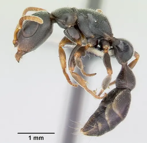 Tetraponera mocquerysi specimen CASENT0172624 image casent0172624_3