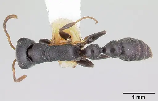 Tetraponera mocquerysi specimen CASENT0178283 image casent0178283_1