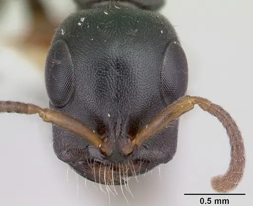 Tetraponera mocquerysi specimen CASENT0178283 image casent0178283_2