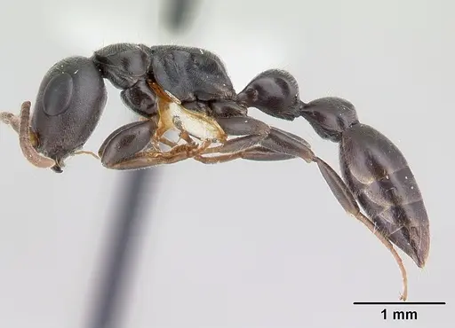 Tetraponera mocquerysi specimen CASENT0178283 image casent0178283_3