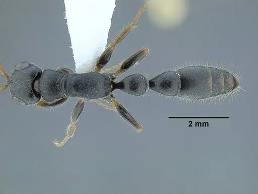 Tetraponera mocquerysi specimen CASENT0794203 image casent0794203_1