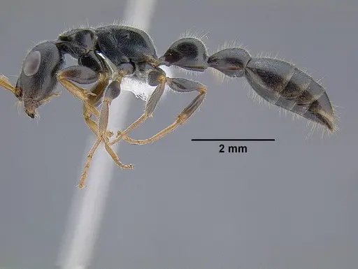 Tetraponera mocquerysi specimen CASENT0794203 image casent0794203_3