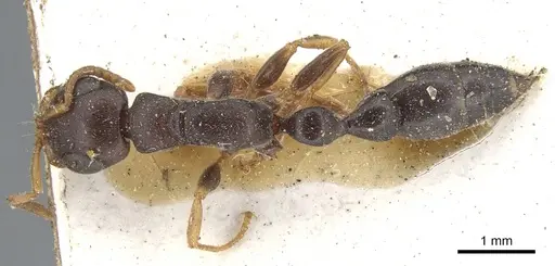 Tetraponera mocquerysi specimen CASENT0904032 image casent0904032_1