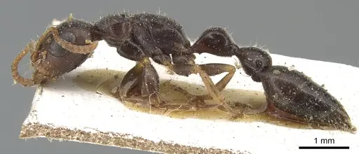 Tetraponera mocquerysi specimen CASENT0904032 image casent0904032_3