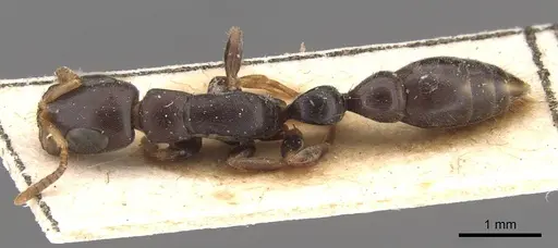 Tetraponera mocquerysi specimen CASENT0907473 image casent0907473_1