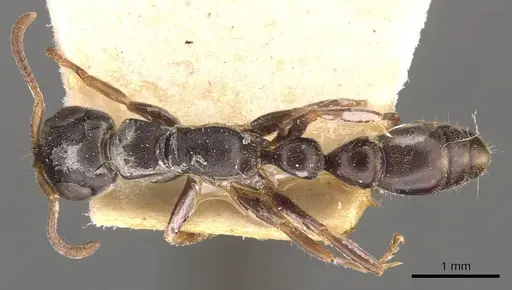 Tetraponera mocquerysi specimen CASENT0907475 image casent0907475_1
