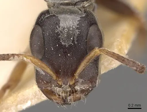 Tetraponera mocquerysi specimen CASENT0907475 image casent0907475_2