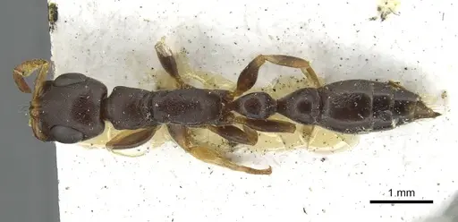 Tetraponera mocquerysi specimen CASENT0913719 image casent0913719_1
