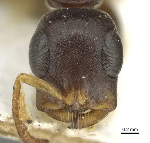 Tetraponera mocquerysi specimen CASENT0913719 image casent0913719_2