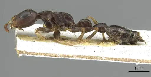 Tetraponera mocquerysi specimen CASENT0913719 image casent0913719_3