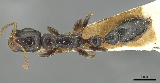 Tetraponera mocquerysi specimen CASENT0913720 image casent0913720_1