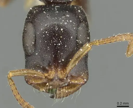 Tetraponera mocquerysi specimen CASENT0913720 image casent0913720_2