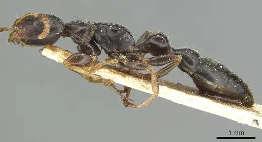 Tetraponera mocquerysi specimen CASENT0913720 image casent0913720_3