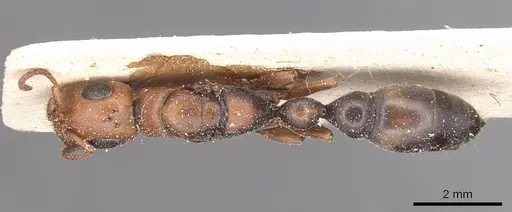 Tetraponera mocquerysi specimen CASENT0915530 image casent0915530_1