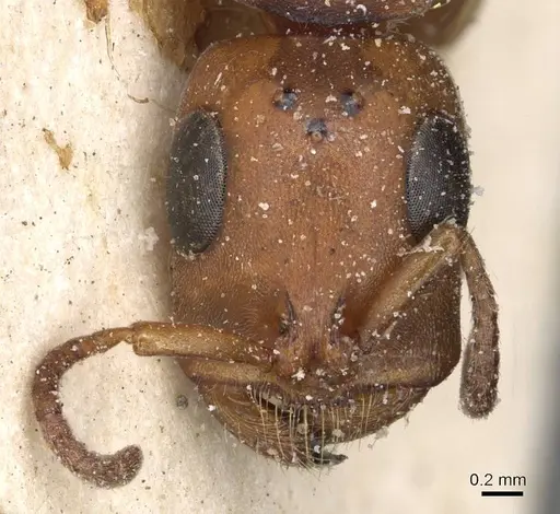 Tetraponera mocquerysi specimen CASENT0915530 image casent0915530_2