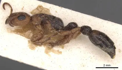Tetraponera mocquerysi specimen CASENT0915530 image casent0915530_3