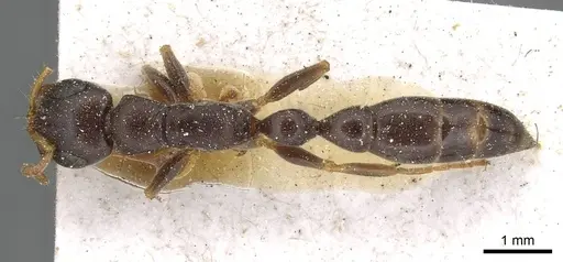 Tetraponera mocquerysi specimen CASENT0915531 image casent0915531_1