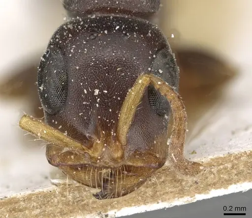 Tetraponera mocquerysi specimen CASENT0915531 image casent0915531_2