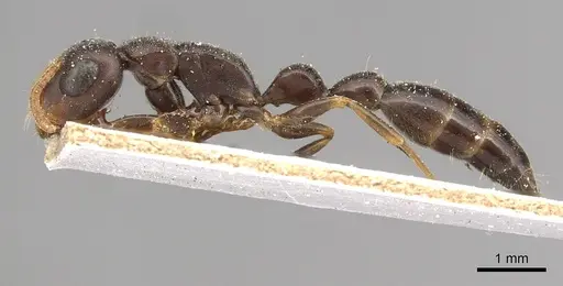 Tetraponera mocquerysi specimen CASENT0915531 image casent0915531_3