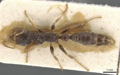 Tetraponera mocquerysi specimen CASENT0915541 image casent0915541_1