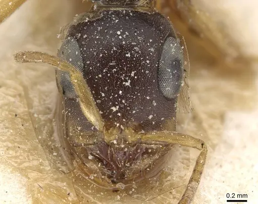 Tetraponera mocquerysi specimen CASENT0915541 image casent0915541_2