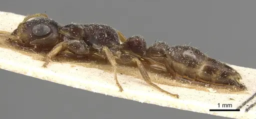 Tetraponera mocquerysi specimen CASENT0915541 image casent0915541_3