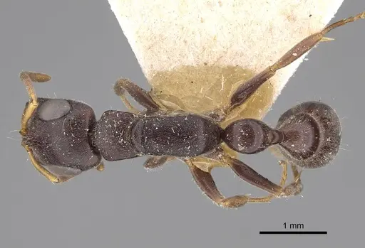 Tetraponera mocquerysi specimen CASENT0916865 image casent0916865_1