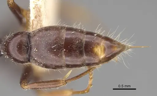 Tetraponera mocquerysi specimen CASENT0916865 image casent0916865_2