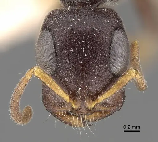 Tetraponera mocquerysi specimen CASENT0916865 image casent0916865_3