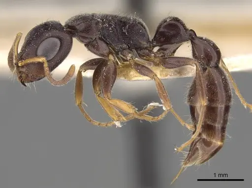 Tetraponera mocquerysi specimen CASENT0916865 image casent0916865_4