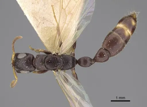 Tetraponera mocquerysi specimen CASENT0916866 image casent0916866_1