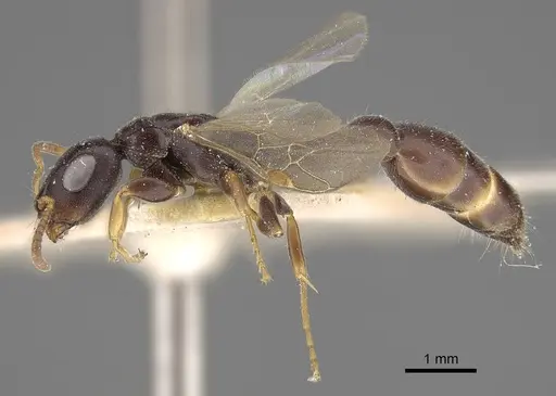 Tetraponera mocquerysi specimen CASENT0916866 image casent0916866_3