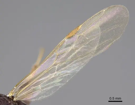 Tetraponera mocquerysi specimen CASENT0916866 image casent0916866_4