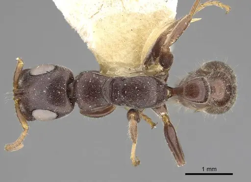 Tetraponera mocquerysi specimen CASENT0922550 image casent0922550_1